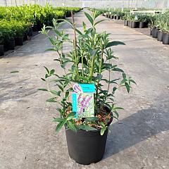 Buddleja d. 'Border Beauty'