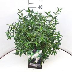 Buddleja Flutterby Pet. Snow White