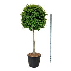 Carpinus betulus
