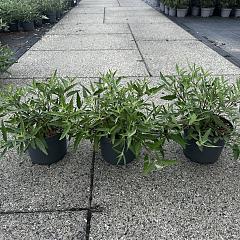 Caryopteris cland. 'Heavenly Blue'