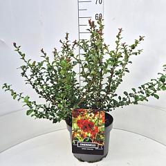 Chaenomeles sup. 'Orange Trail'