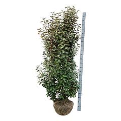 Elaeagnus ebb. 'Compacta'