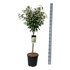 Elaeagnus ebb. 'Compacta'