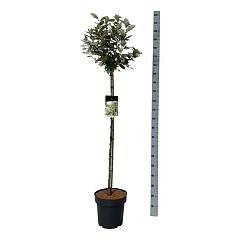 Elaeagnus ebb. 'Compacta'
