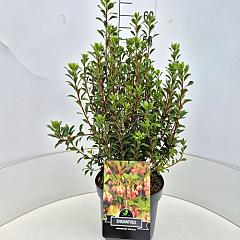 Enkianthus camp. 'Red Bells'