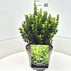 Euonymus jap. 'Green Spire'