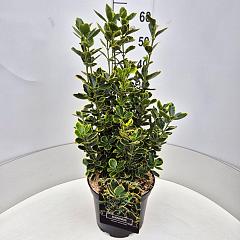 Euonymus jap. 'Ovatus Aureus'