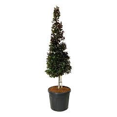 Fagus syl. 'Atropunicea'