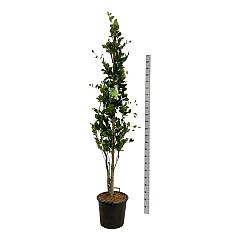 Fagus syl. 'Dawyck'