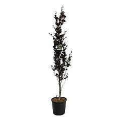 Fagus syl. 'Dawyck Purple'