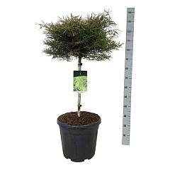 Fagus syl. 'Mercedes'