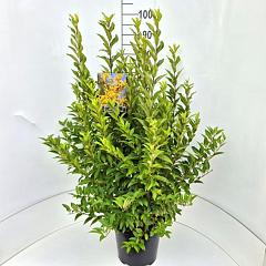 Forsythia int. 'Minigold'
