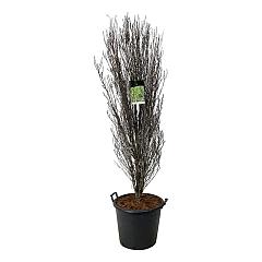Frangula alnus Fine Line