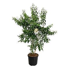 Heptacodium miconioides