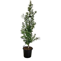 Hibiscus syr. 'Flower Tower White'