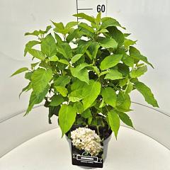 Hydrangea a. 'Annabelle'