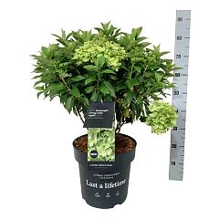 Hydrangea pan. 'Little Apple'