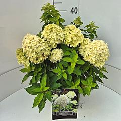 Hydrangea pan. 'Little Spooky' ®