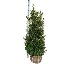 Ilex aq. 'Alaska'