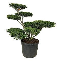 Ilex crenata 'Convexa'