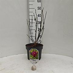 Magnolia liliiflora 'Nigra'