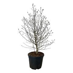 Magnolia loebneri 'Mag`s Pirouette'
