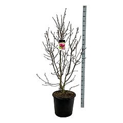 Magnolia 'Genie'