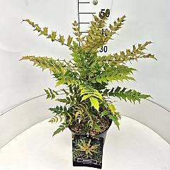Mahonia media 'Winter Sun'