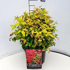 Nandina domestica 'Firepower'