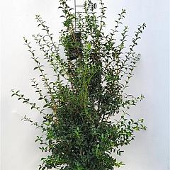 Osmanthus burkwoodii