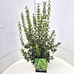 Osmanthus heterophyllus