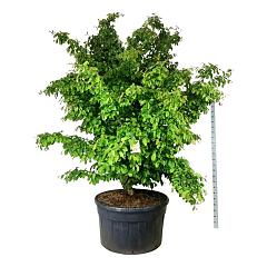 Parrotia persica