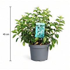 Philadelphus coronarius