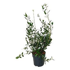 Phillyrea angustifolia 'Grand Prix'