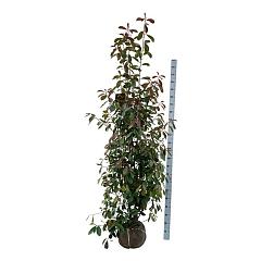 Photinia fraseri 'Red Robin'