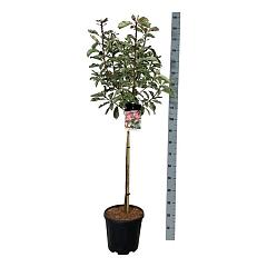 Photinia serr. 'Pink Crispy'®