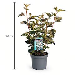 Physocarpus opulif. 'Diabolo'