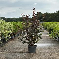 Physocarpus opulif. 'Diabolo'