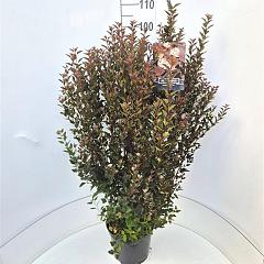 Physocarpus opulif. 'Donna May'