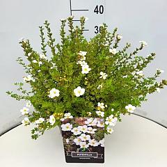 Potentilla f. 'Abbotswood'