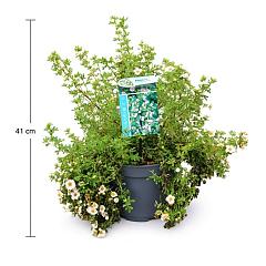 Potentilla f. 'Pink Queen'