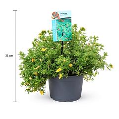 Potentilla f. 'Red Ace'