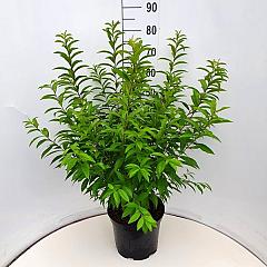 Prunus glandulosa 'Alba Plena'