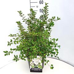 Prunus incisa 'Kojou-no-mai'