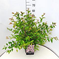 Prunus incisa 'Paean'