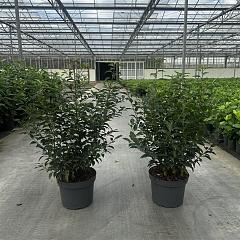 Prunus l. 'Angustifolia'