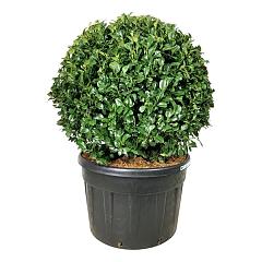 Prunus l. 'Ani'