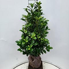 Prunus l. 'Bonaparte'