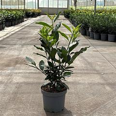 Prunus l. 'Elly'