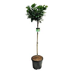 Prunus l. 'Etna'